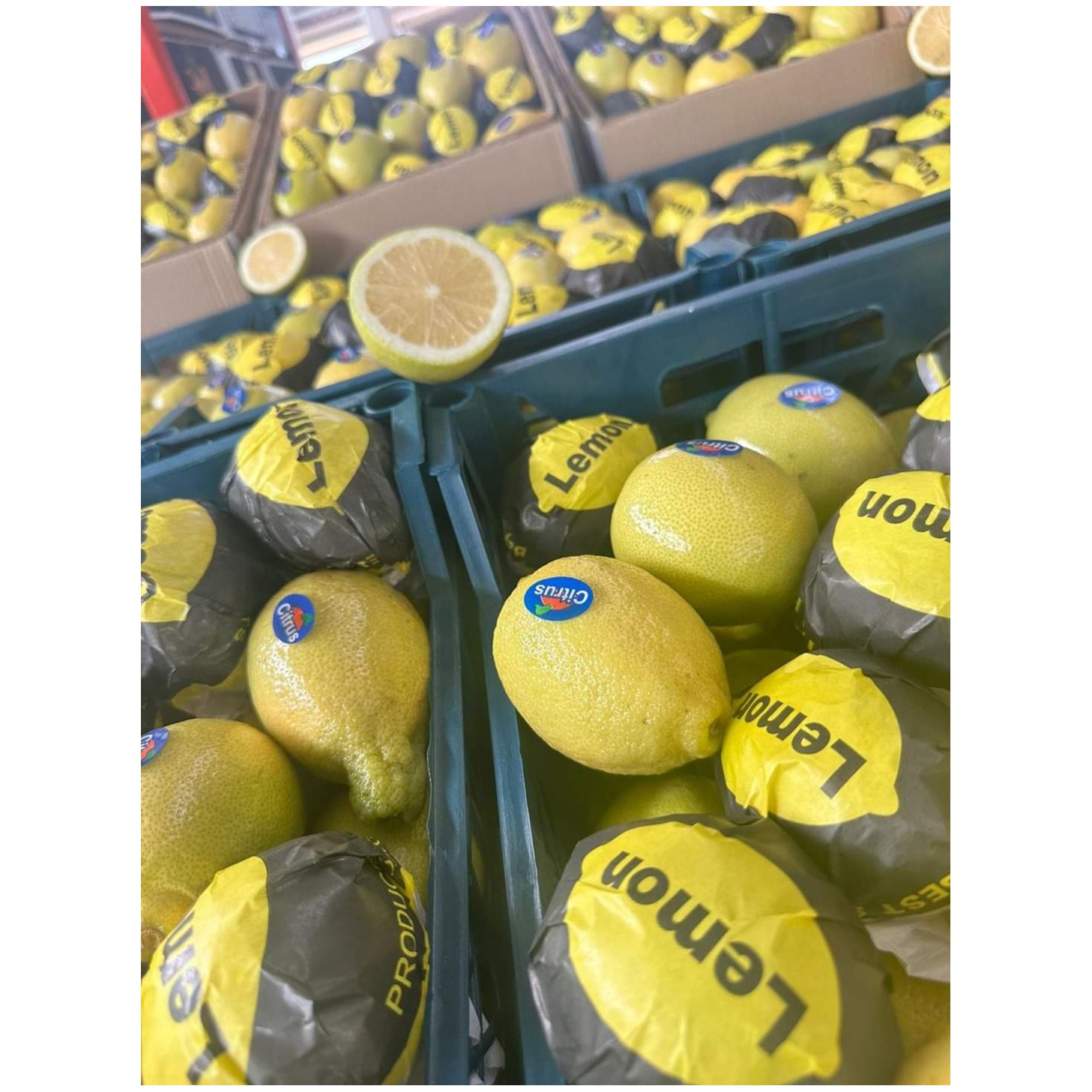 Egyptian lemon 1