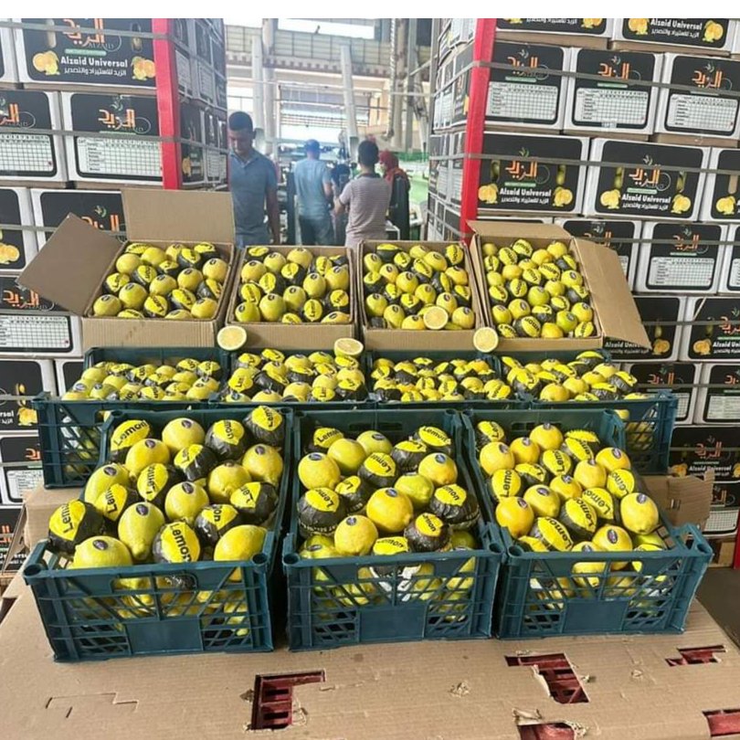 Egyptian lemon 3