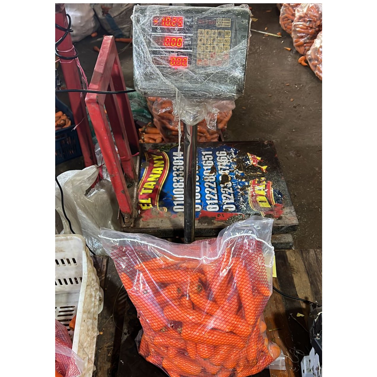 Egyptian Carrot