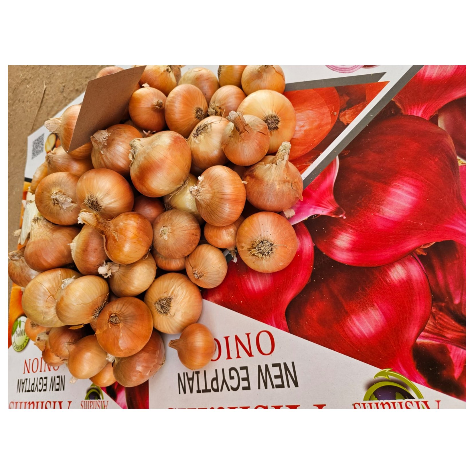 Egyptian Golden Onions