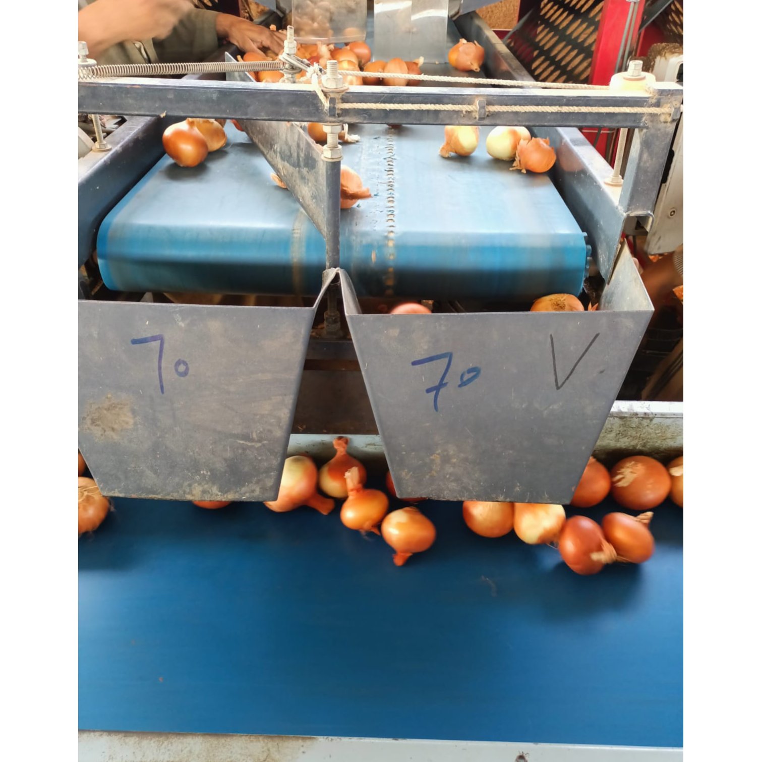 Egyptian Golden Onions 2
