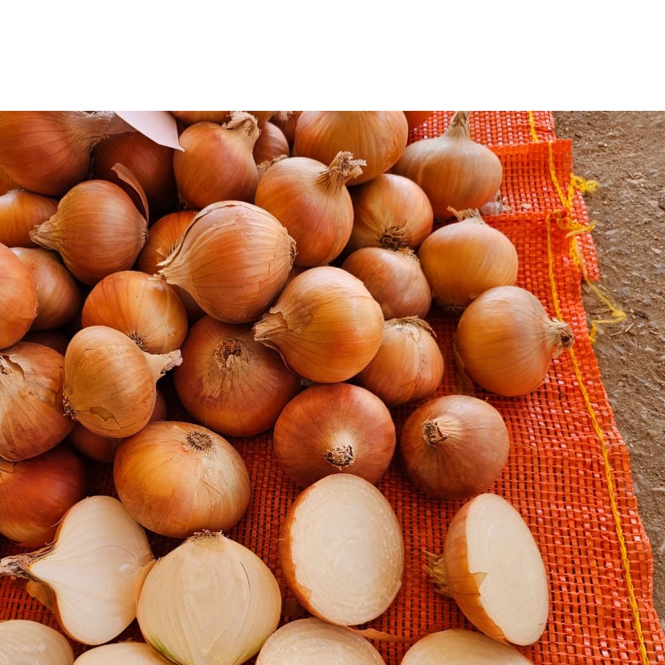Egyptian Golden Onions 3