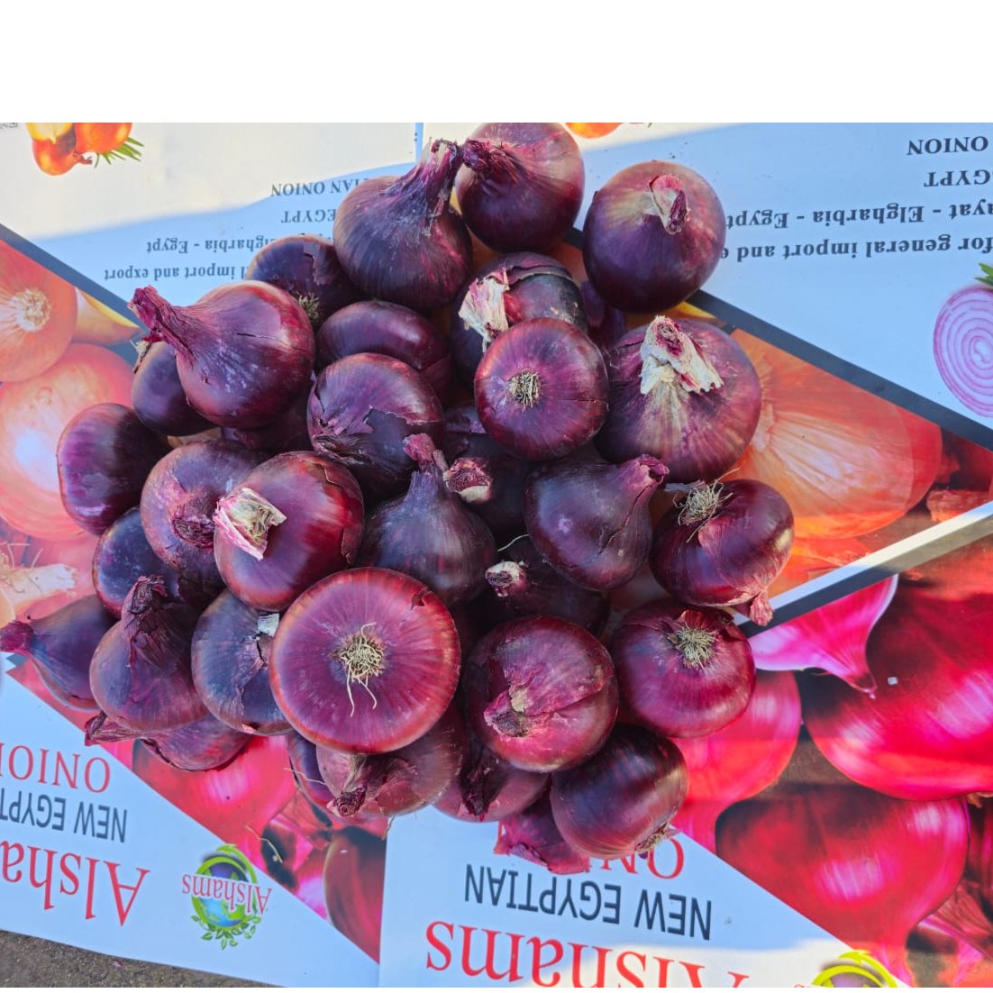Egyptian Red Onions 1