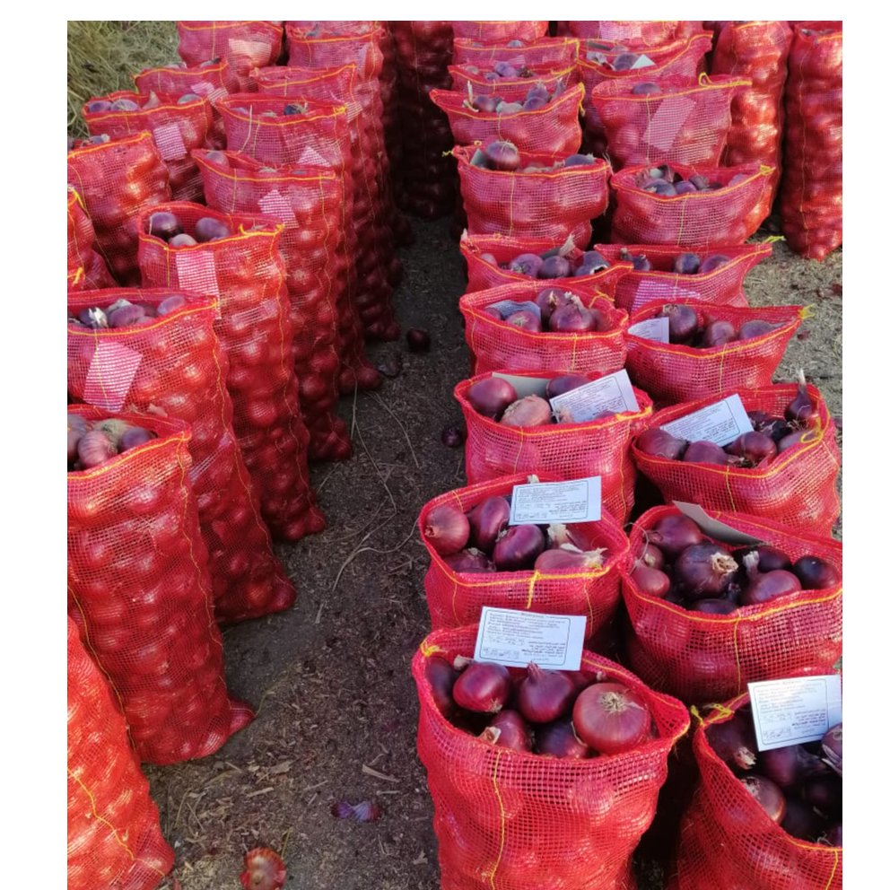 Egyptian Red Onions 3