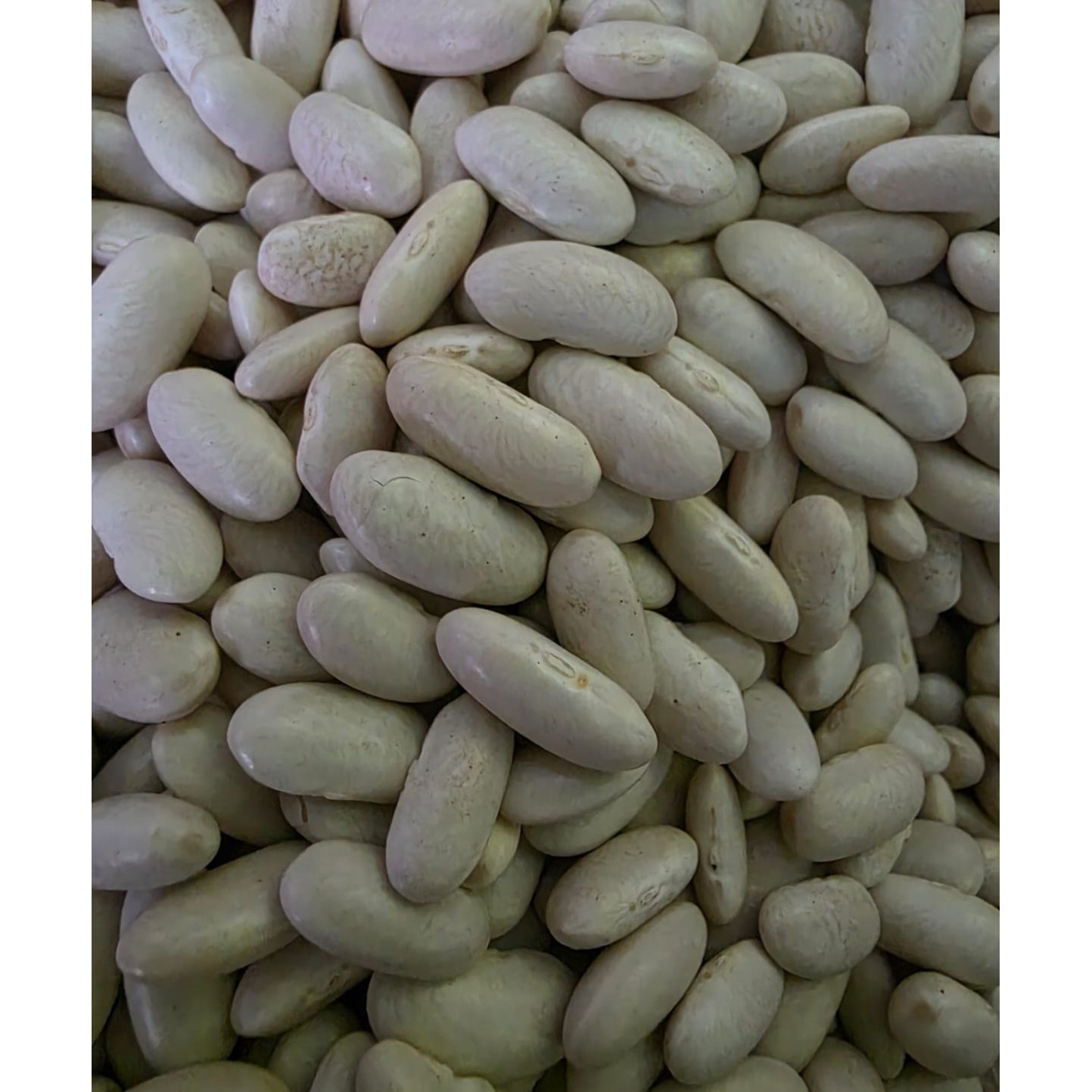 Egyptian White Beans 1