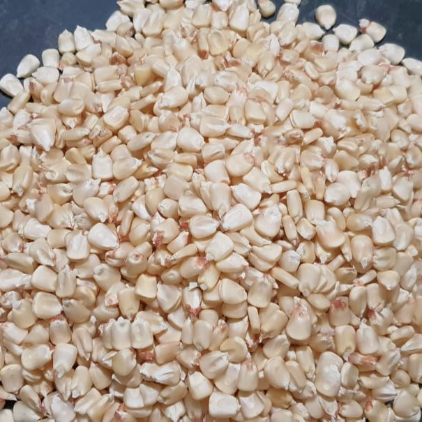 Egyptian White Corn 1