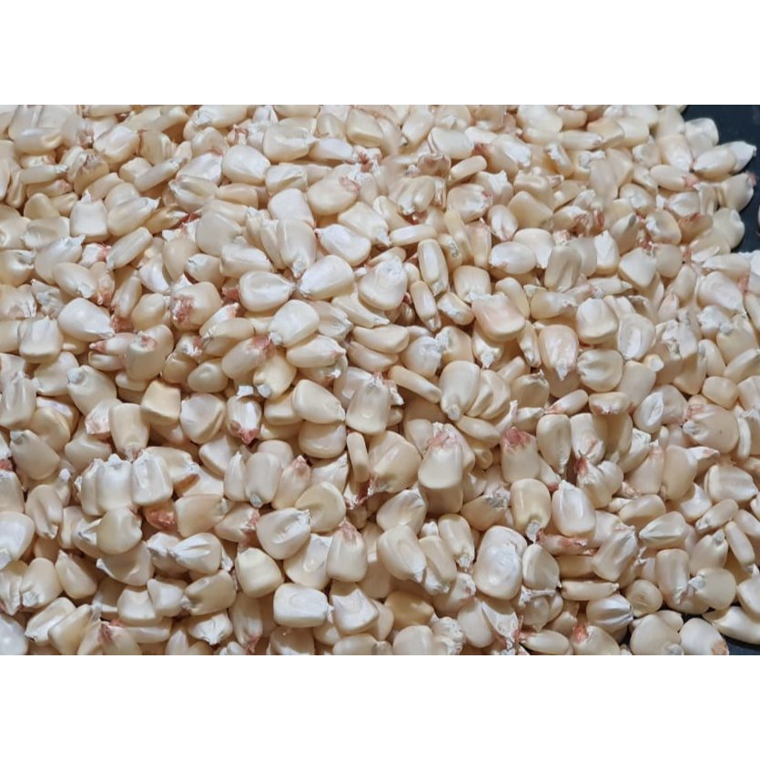 Egyptian White Corn 2