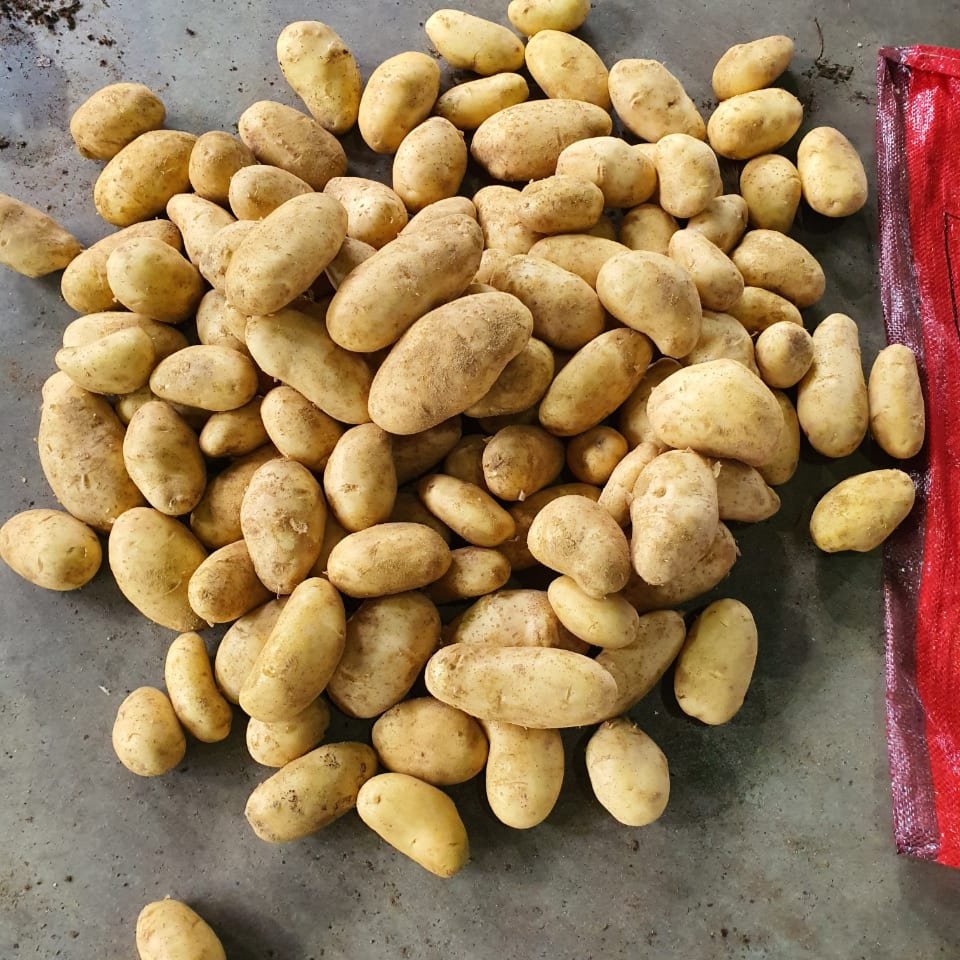 Egyptian Fresh Potatoes 1