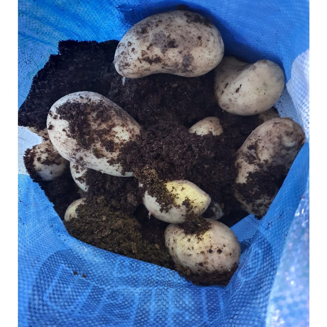 Egyptian Fresh Potatoes 2