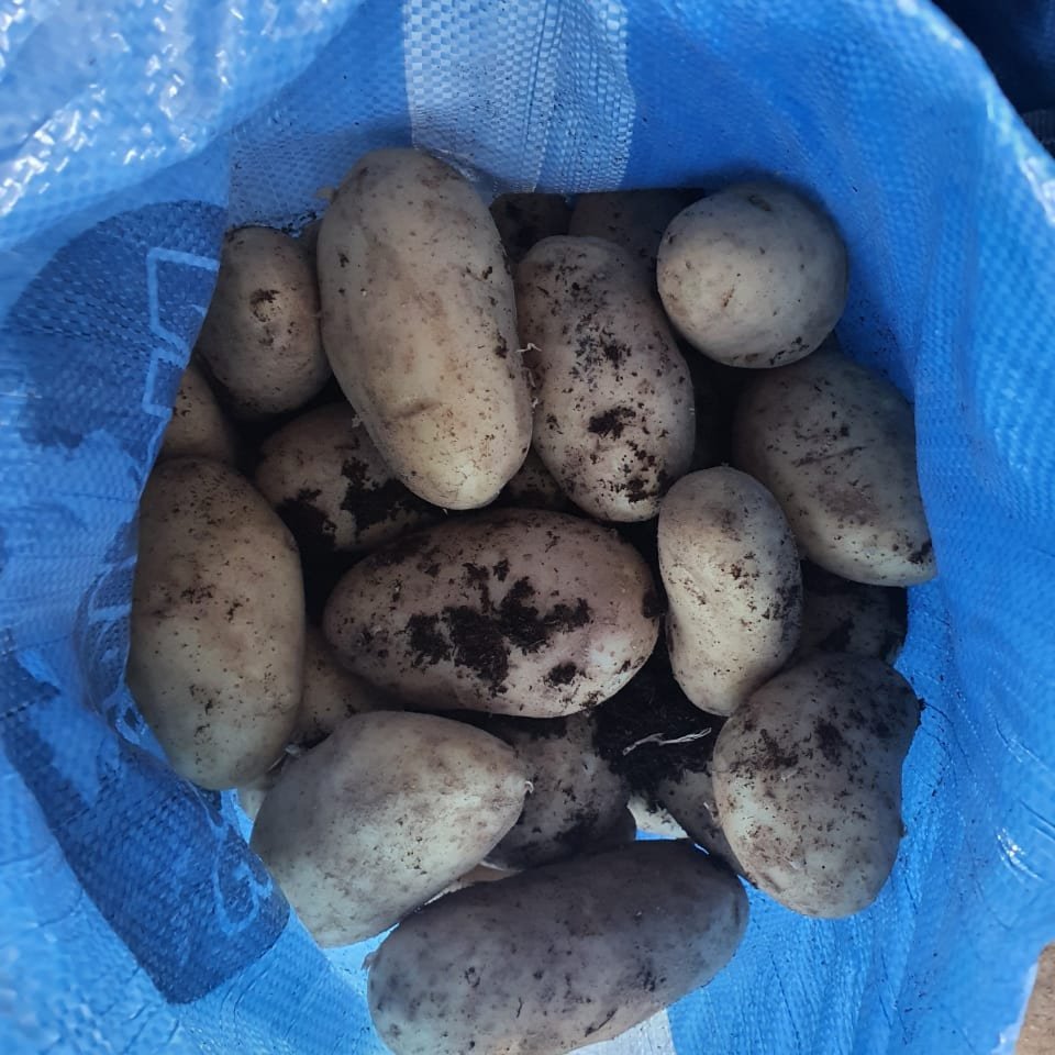 Egyptian Fresh Potatoes 3
