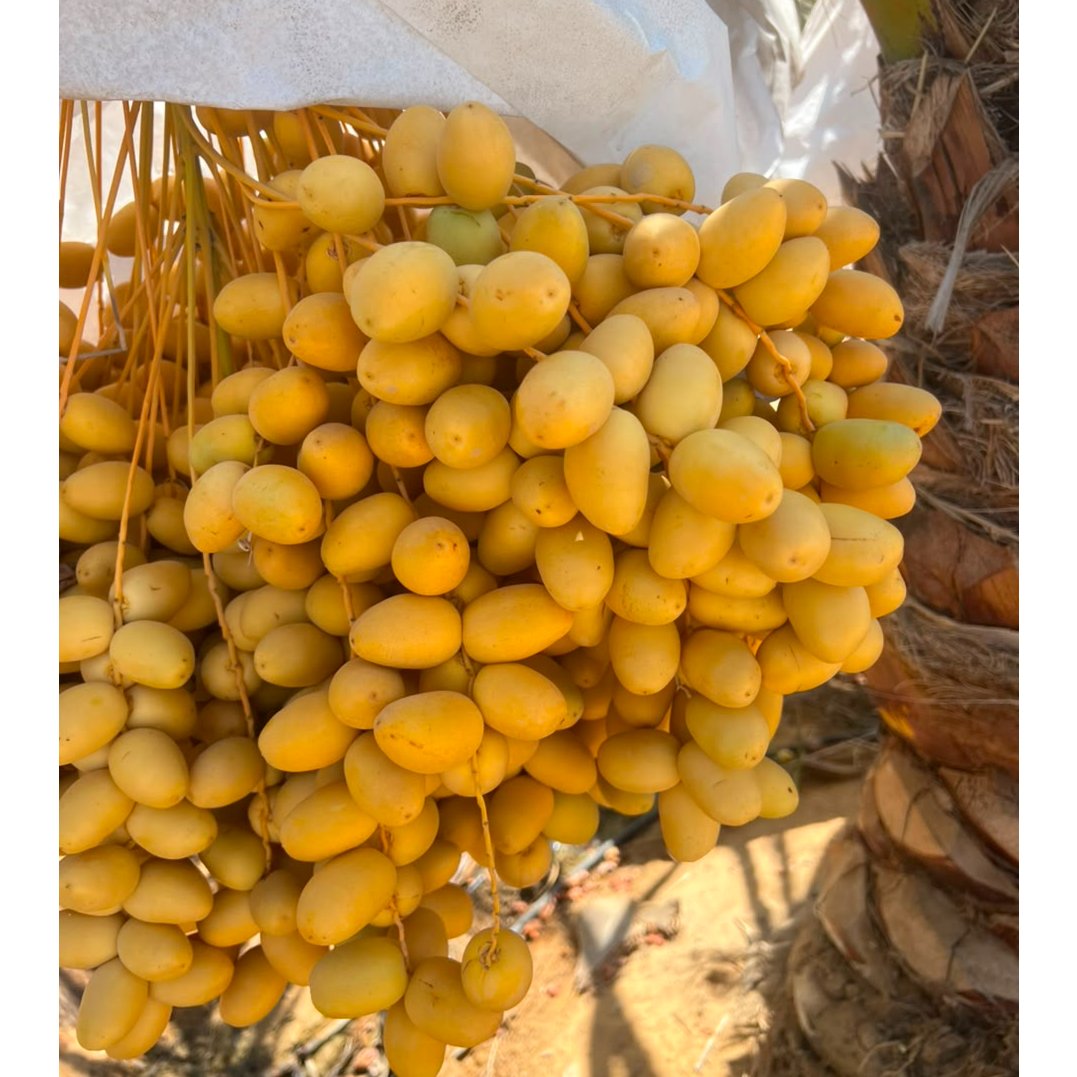 Egyptian Barhi Dates 