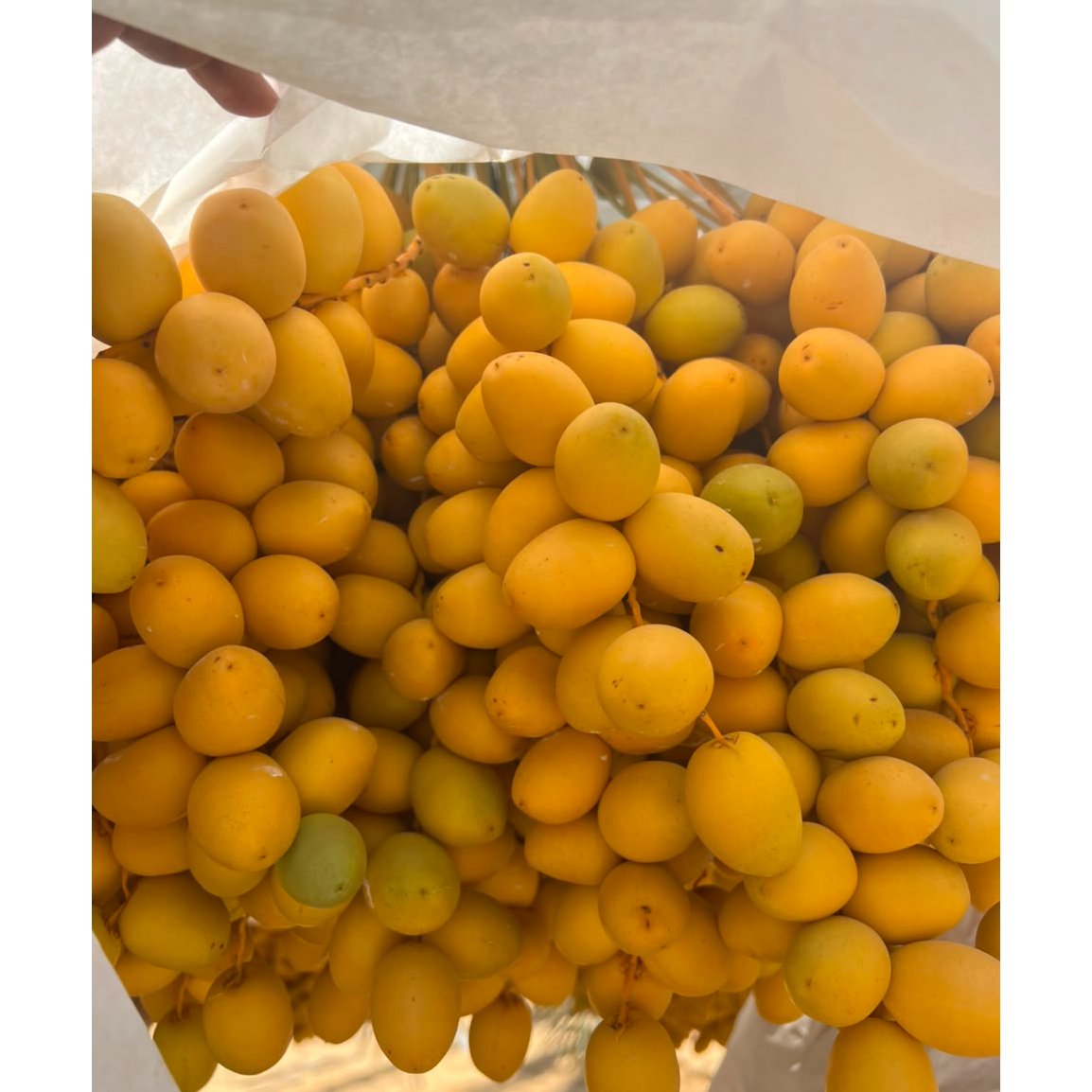 Egyptian Barhi Dates  3