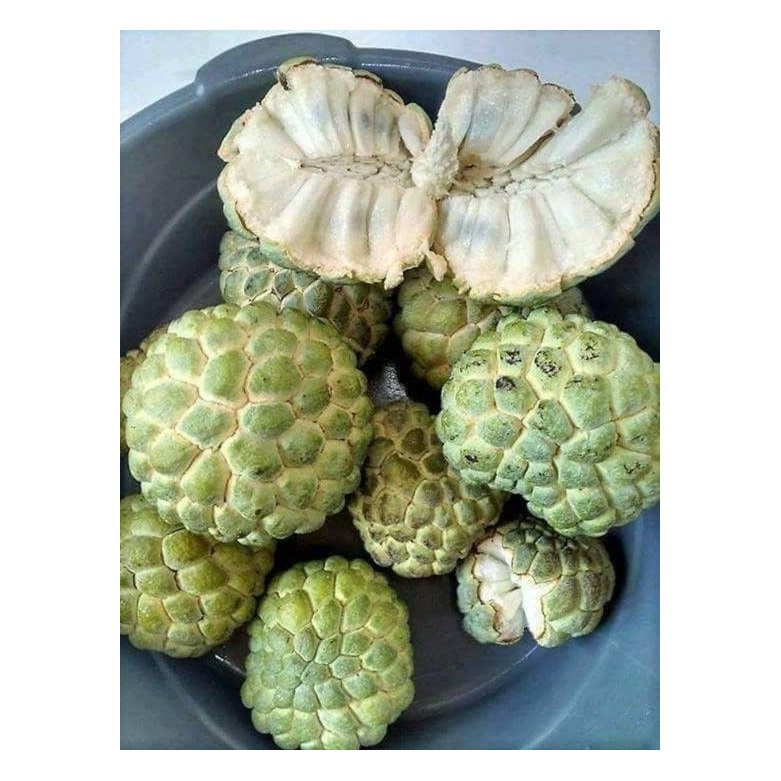Egyptian Custard Apple 2