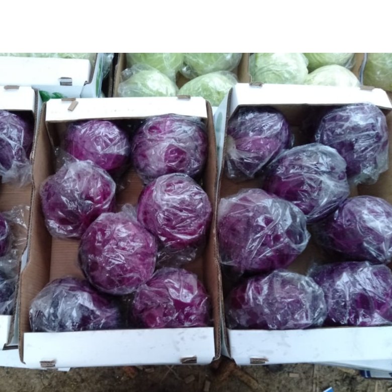 Egyptian Red/ White Cabbage