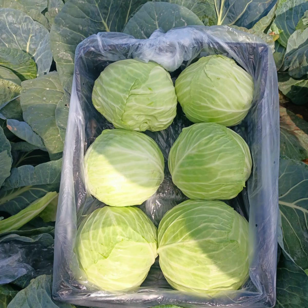 Egyptian Red/ White Cabbage 3