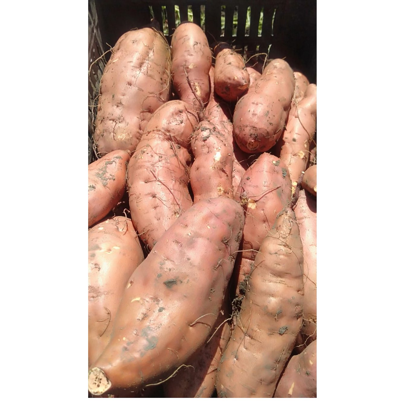 Egyptian Sweet Potatoes 1