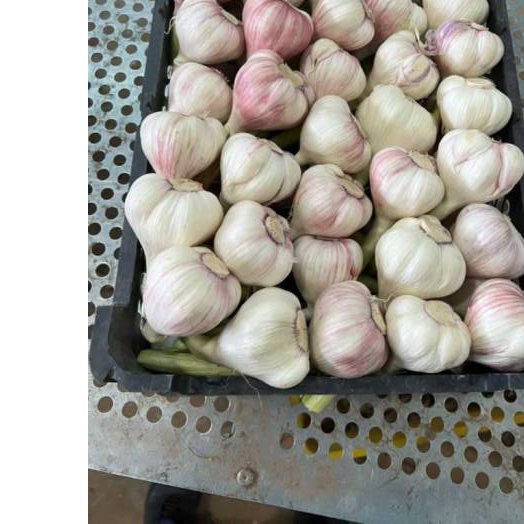 Egyptian Fresh Garlic