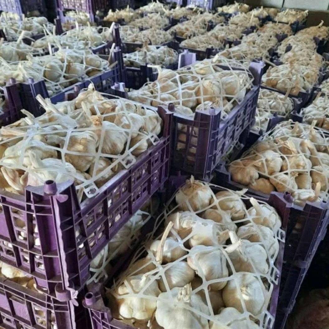Egyptian Fresh Garlic 2