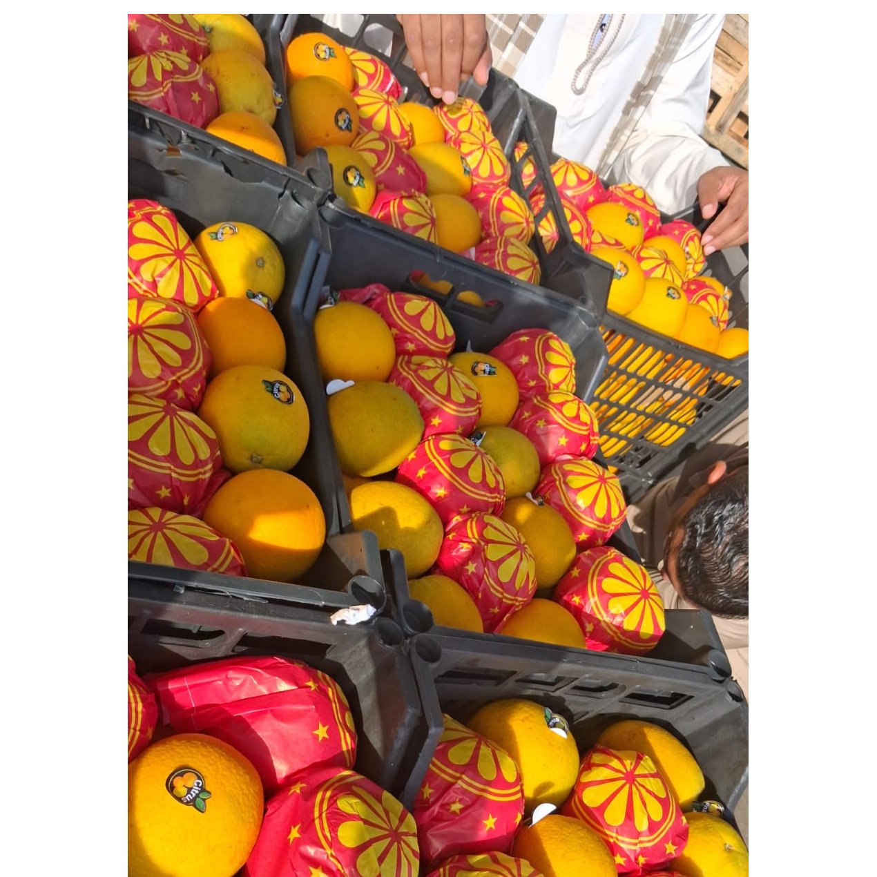 Egyptian Orange