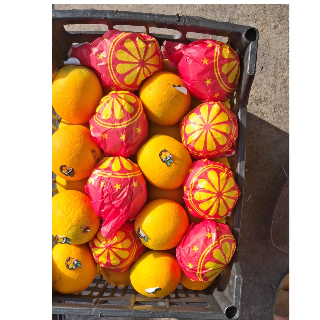 Egyptian Orange 2