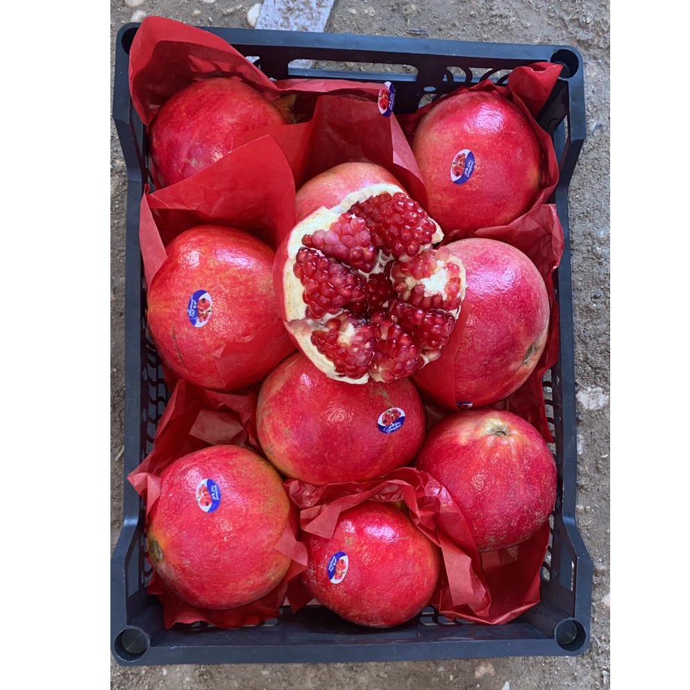 Egyptian Pomegranate