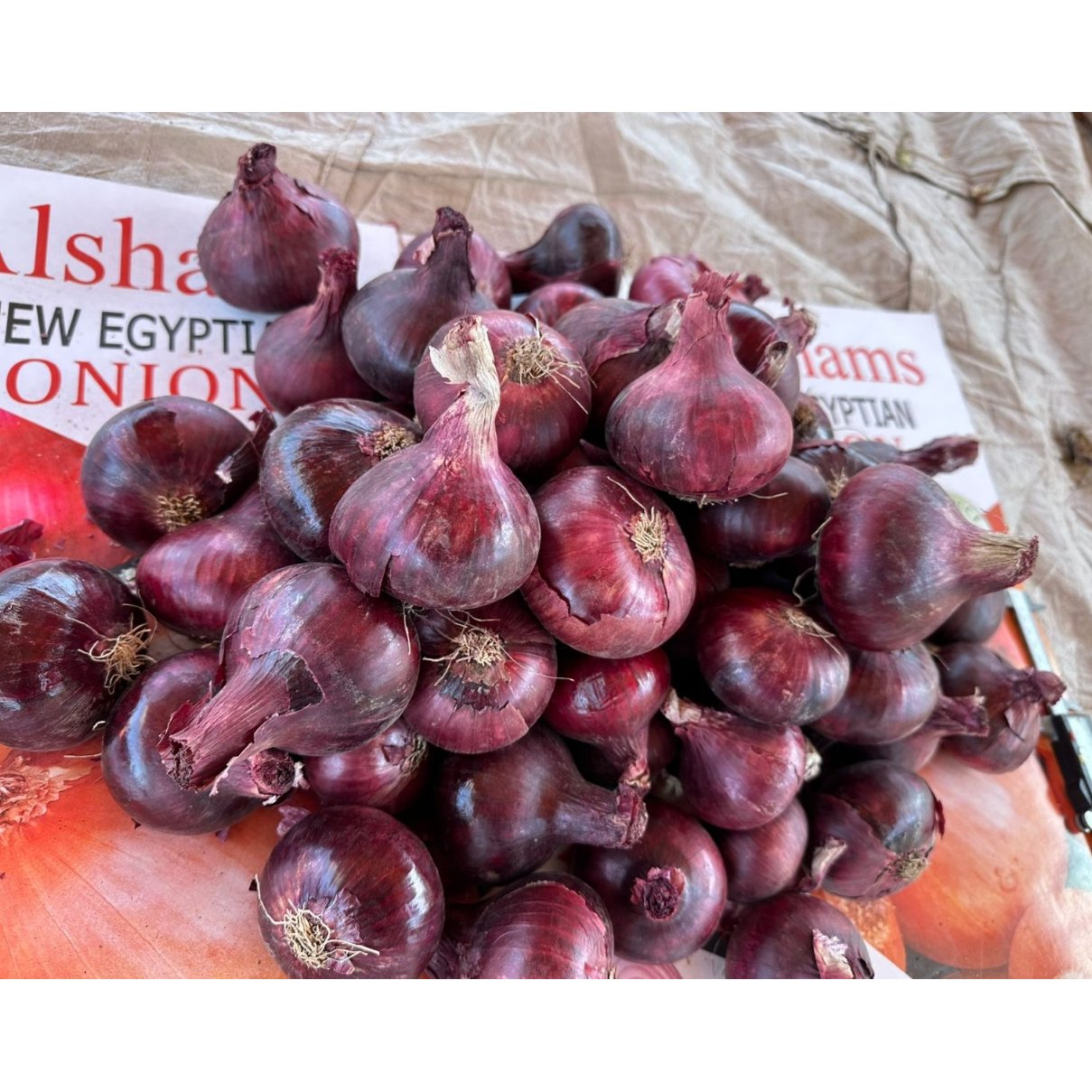 Egyptian Red Onion