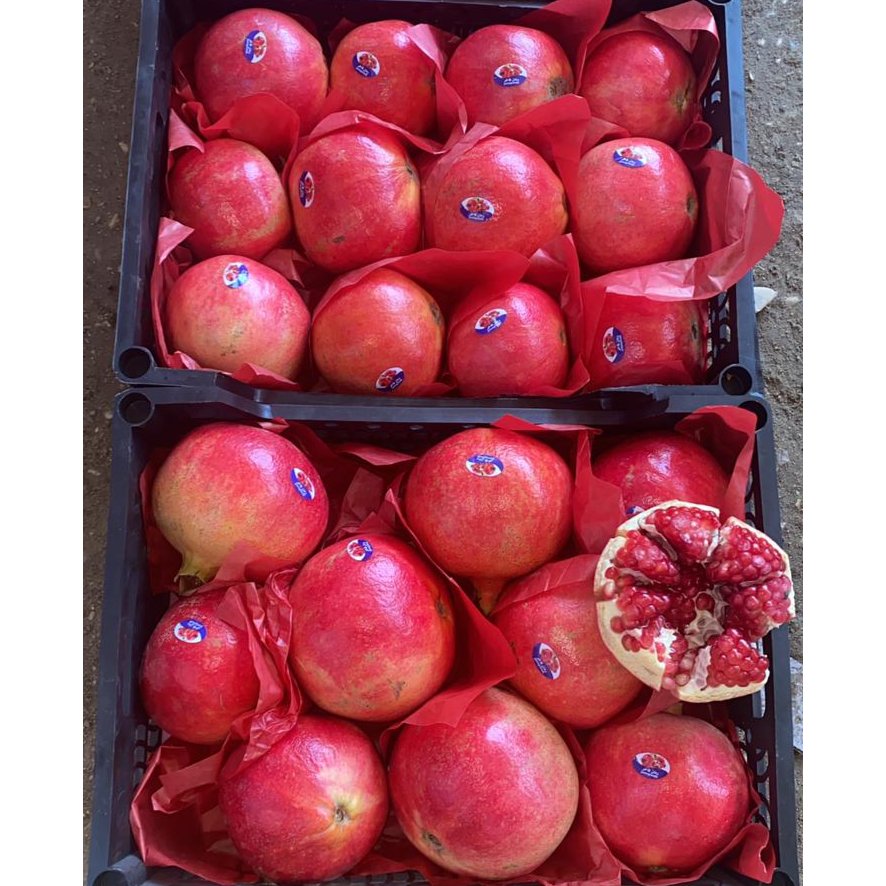 Egyptian Pomegranate 1