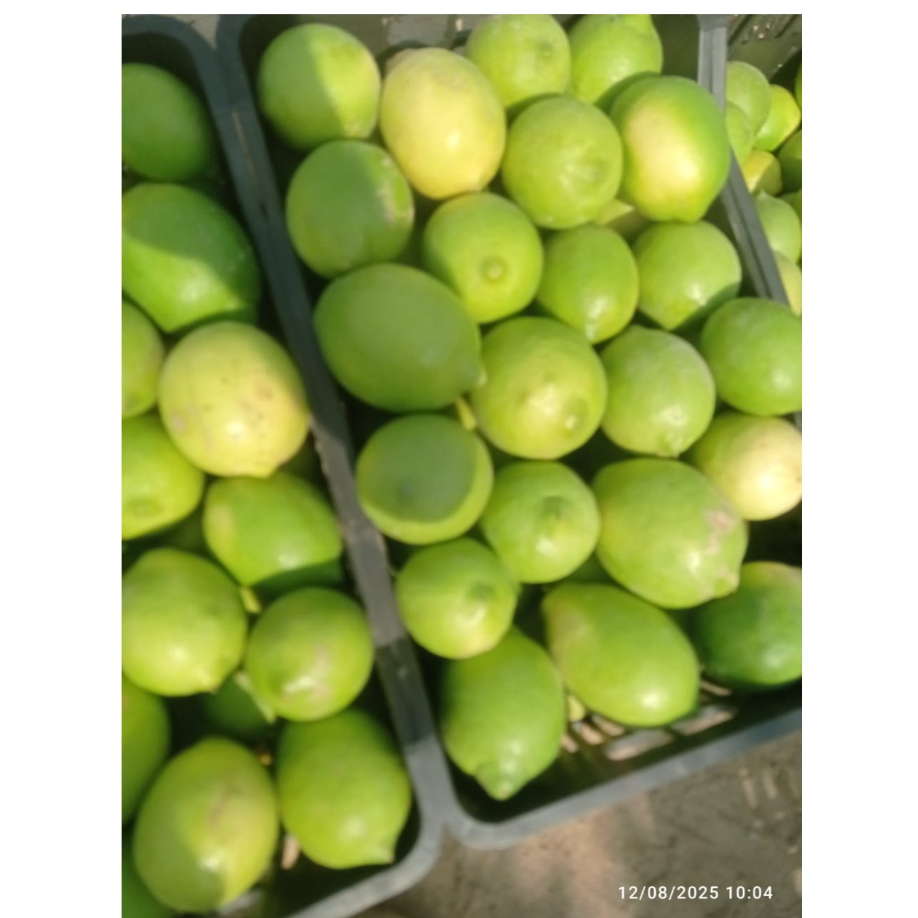 Egyptian Eureka Seedless Lemon  1