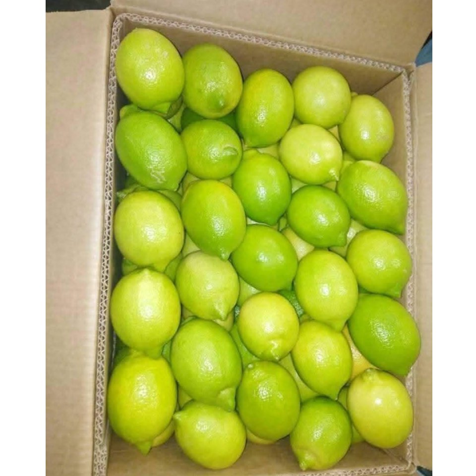 Egyptian Eureka Seedless Lemon  2