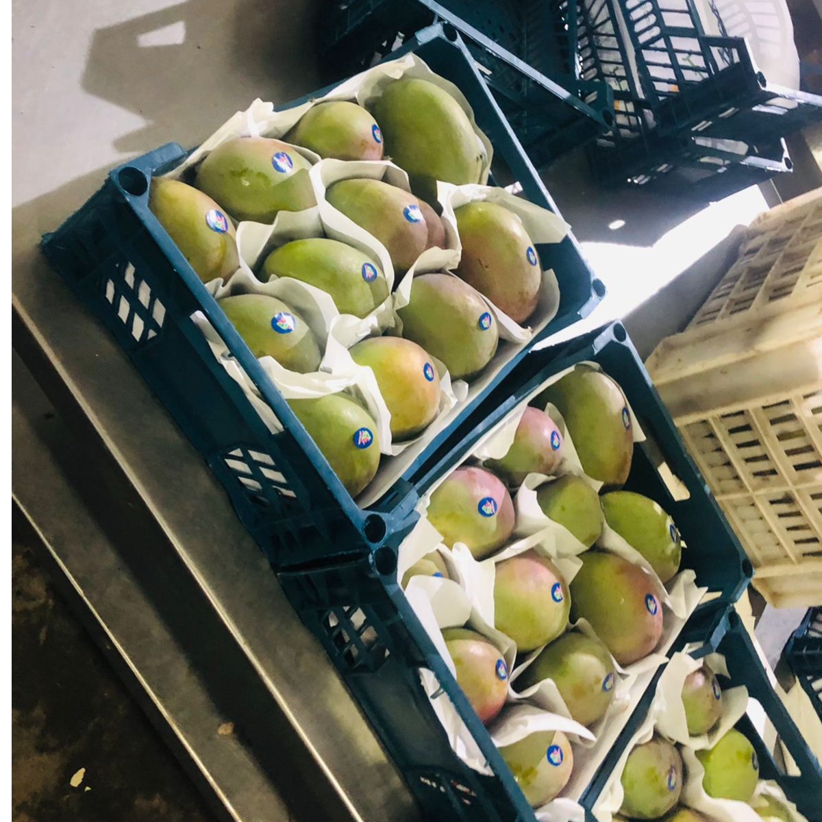 Egyptian Mangoes  2
