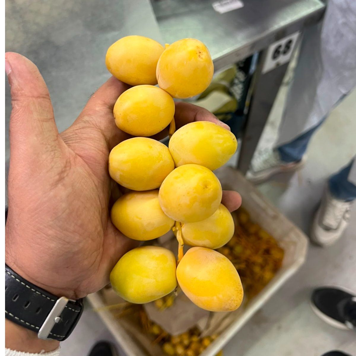 Egyptian Barhi Dates 1