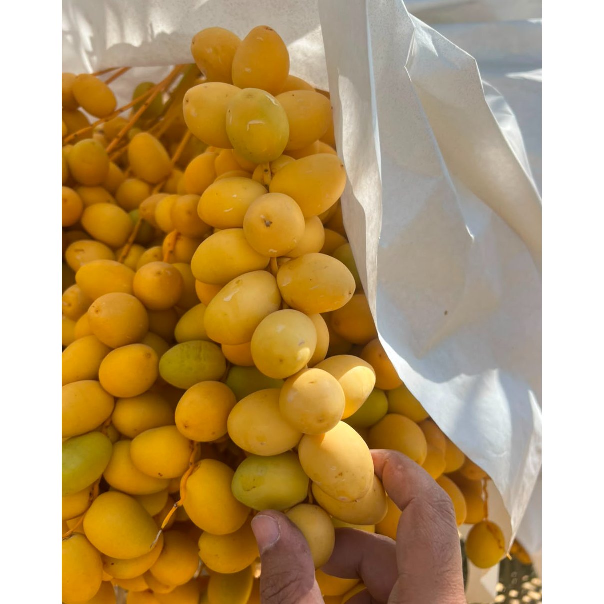 Egyptian Barhi Dates 2