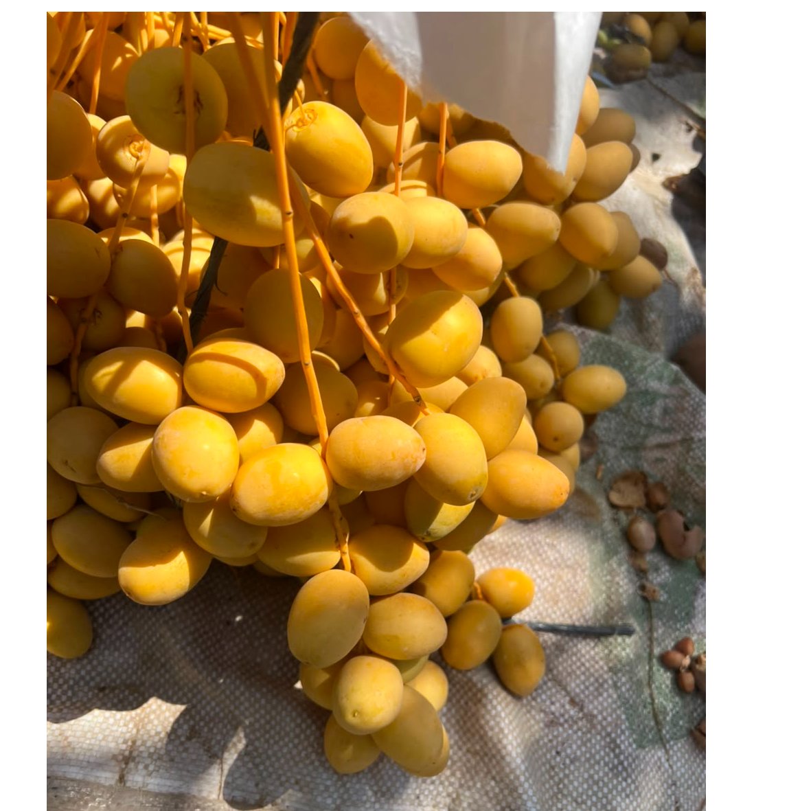 Egyptian Barhi Dates 3