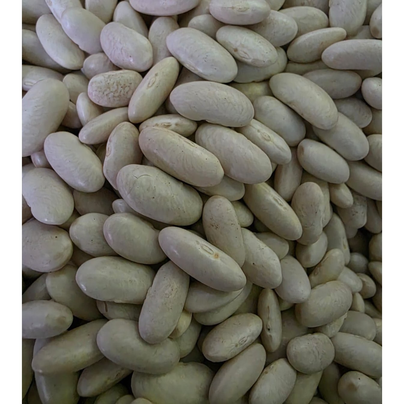 Egyptian White Beans