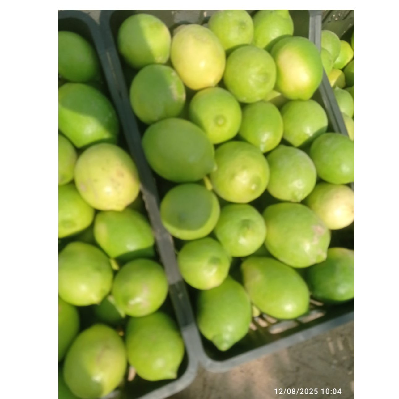Egyptian Eureka Lemon 