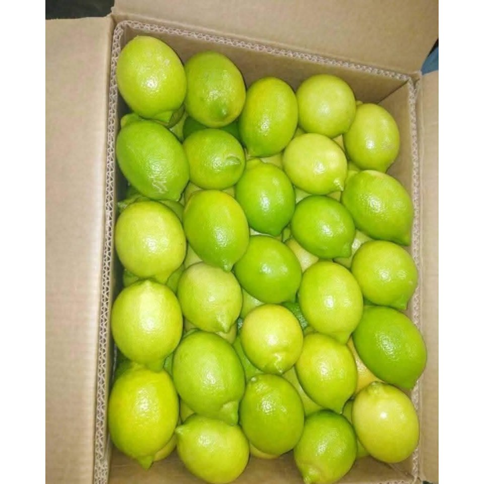 Egyptian Eureka Lemon  2