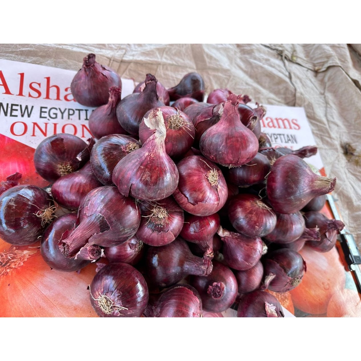 Egyptian Red Onions 2