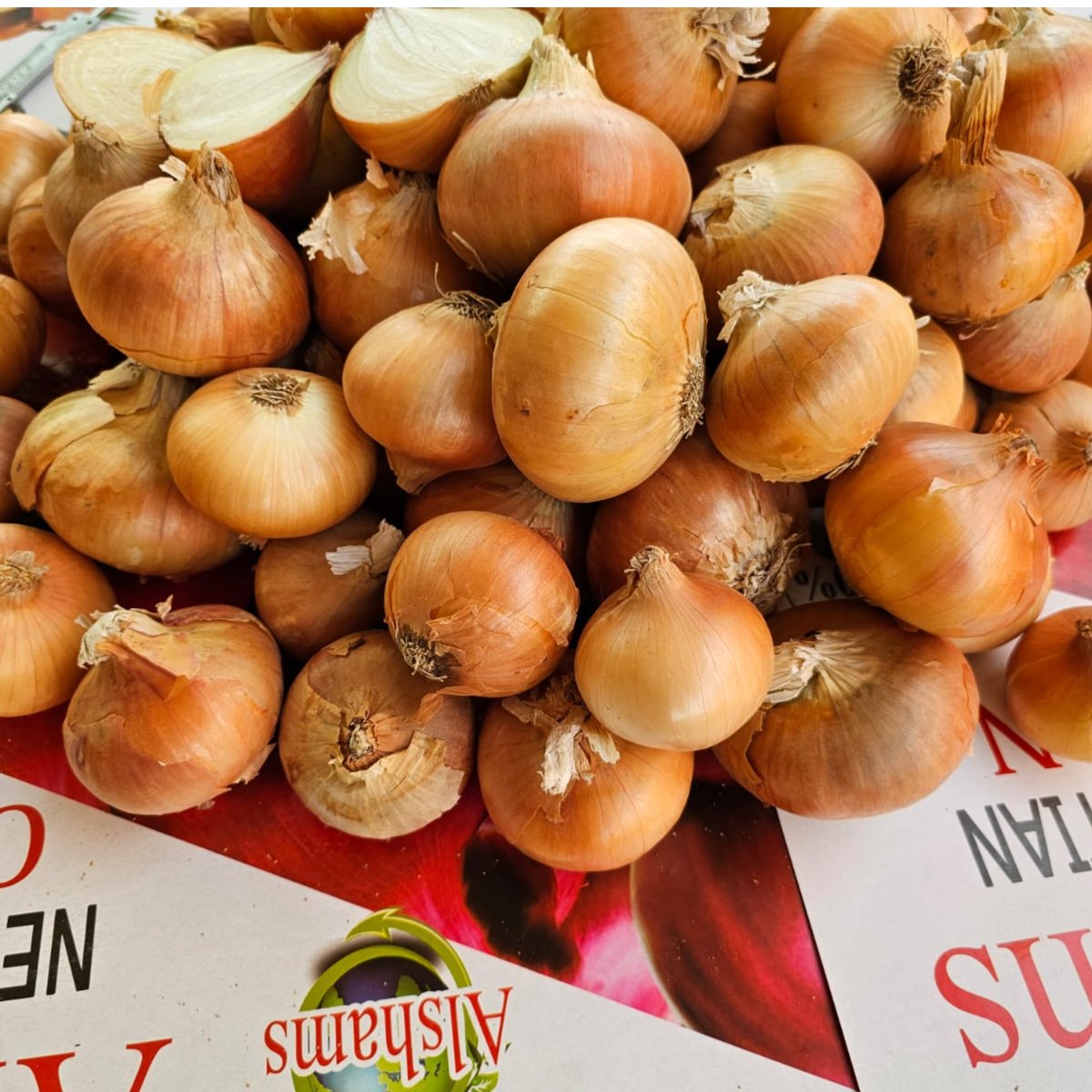 Egyptian Golden Onion 