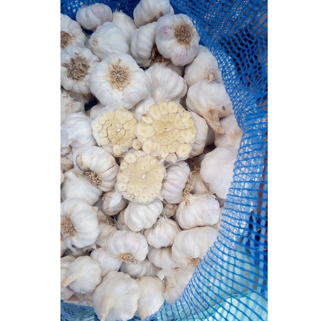 Egyptian White Garlic 