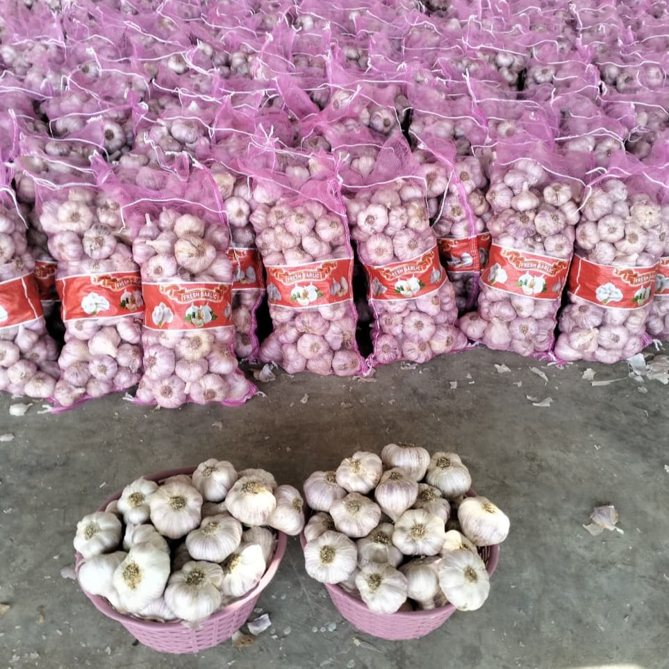 Egyptian White Garlic  2
