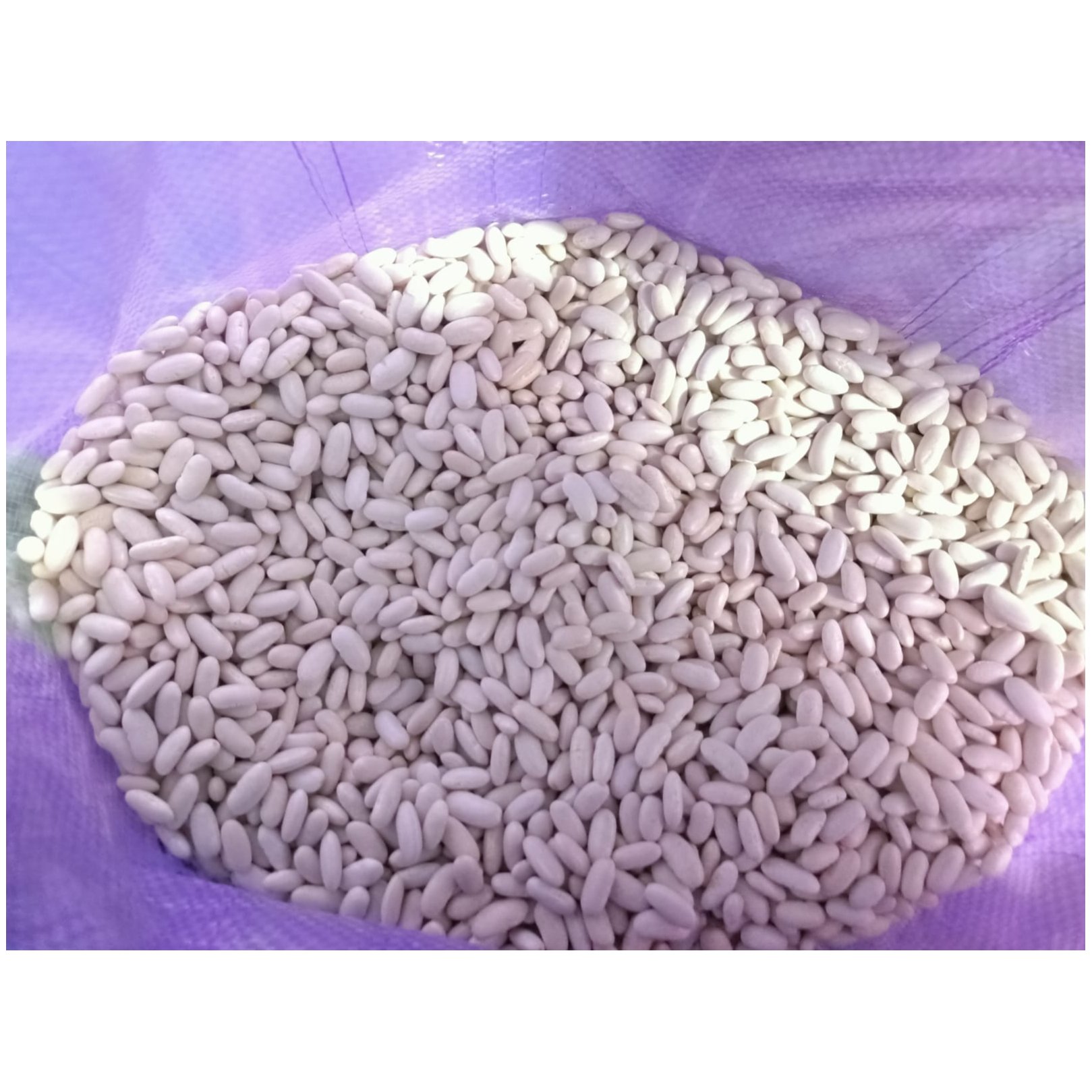 Egyptian White Beans