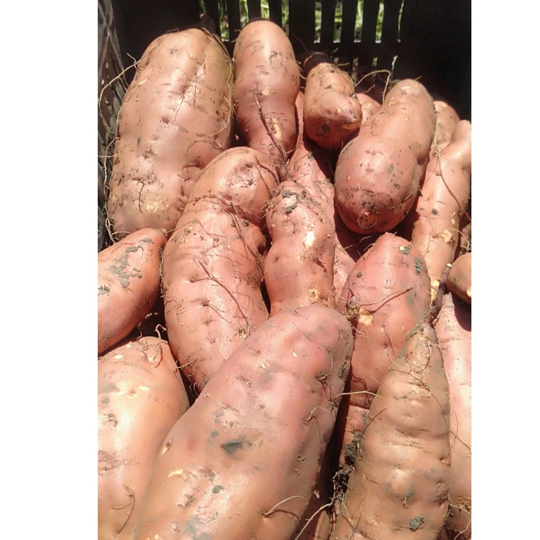 Egyptian Sweet Potatoes