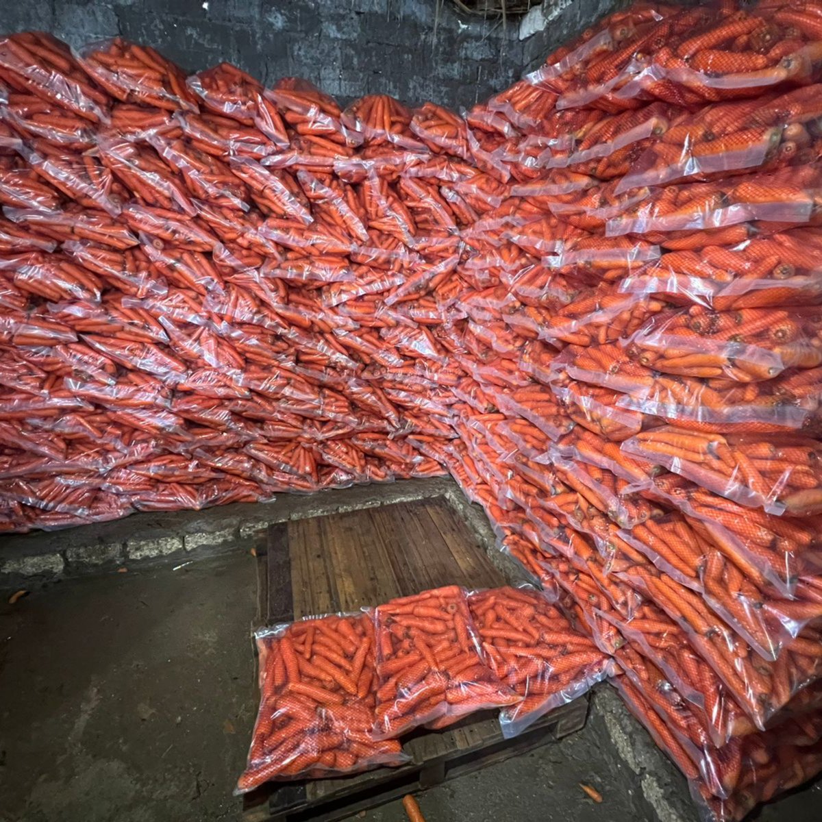 Egyptian Carrot