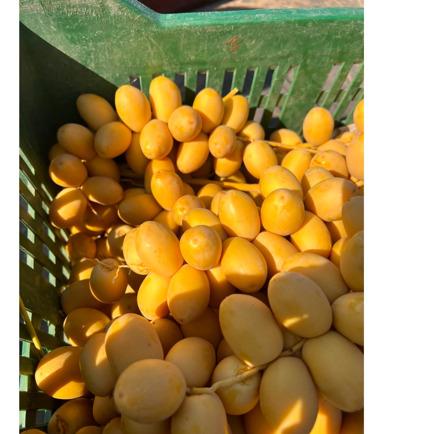 Egyptian Barhi Dates 2