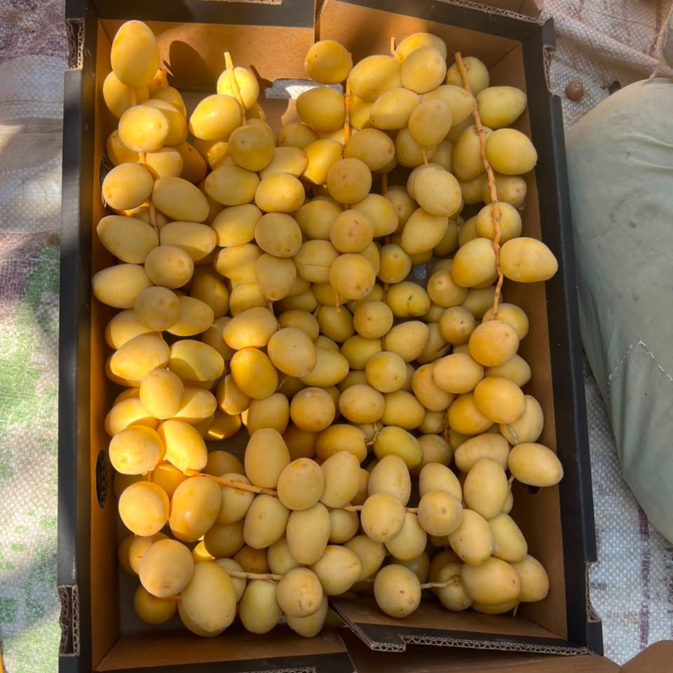 Egyptian Barhi Dates 3
