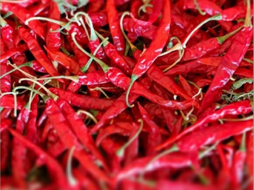 Guntur Chilli 1