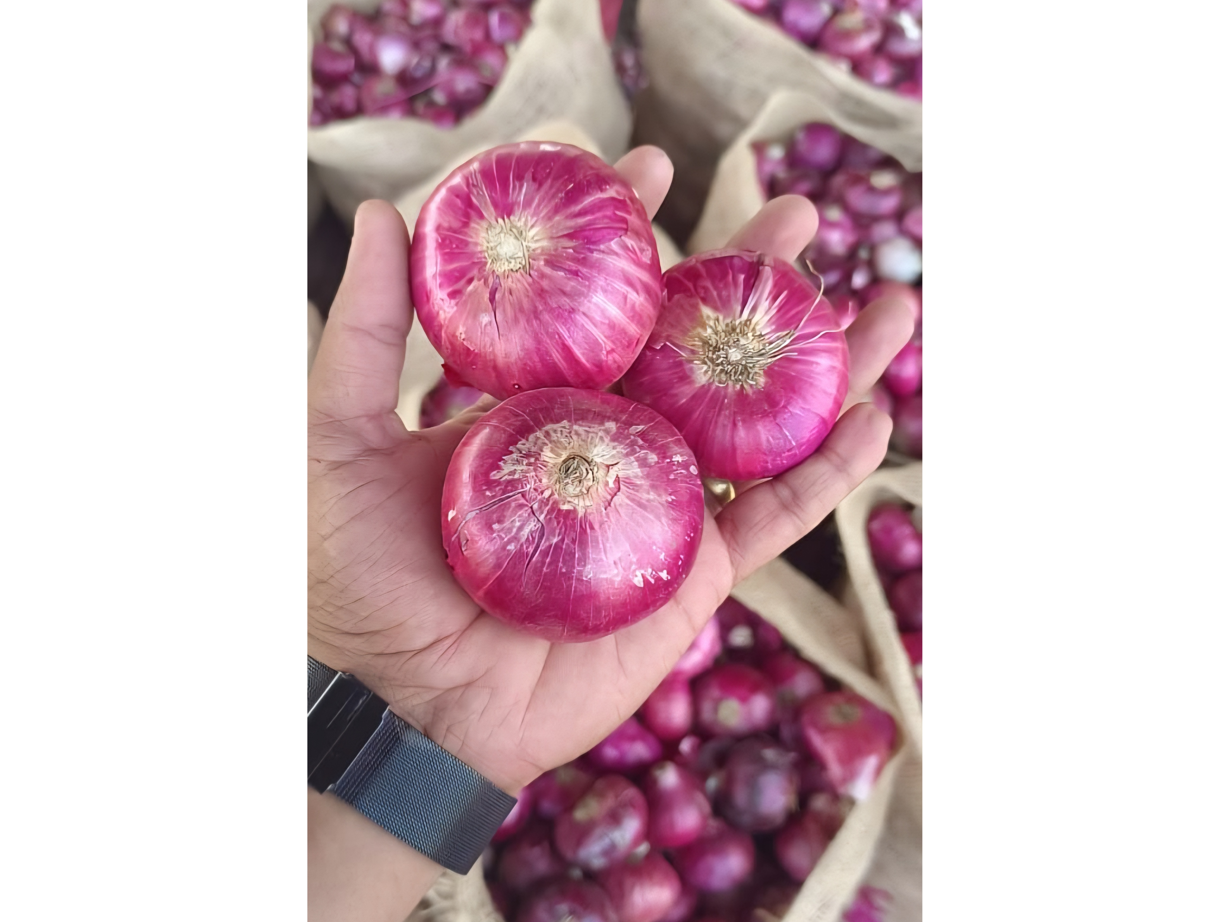 Nashik Red Onion