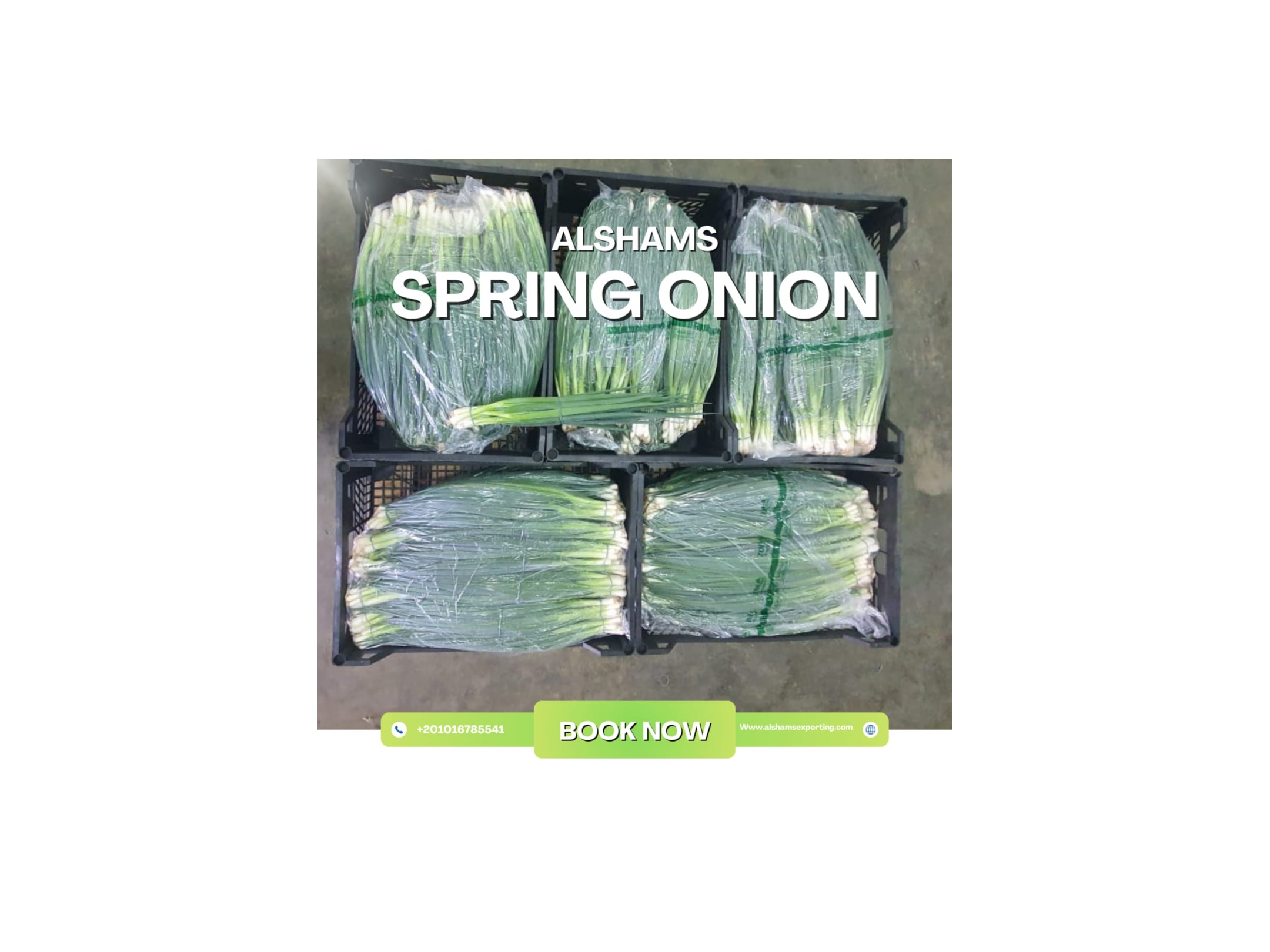 spring onion 1