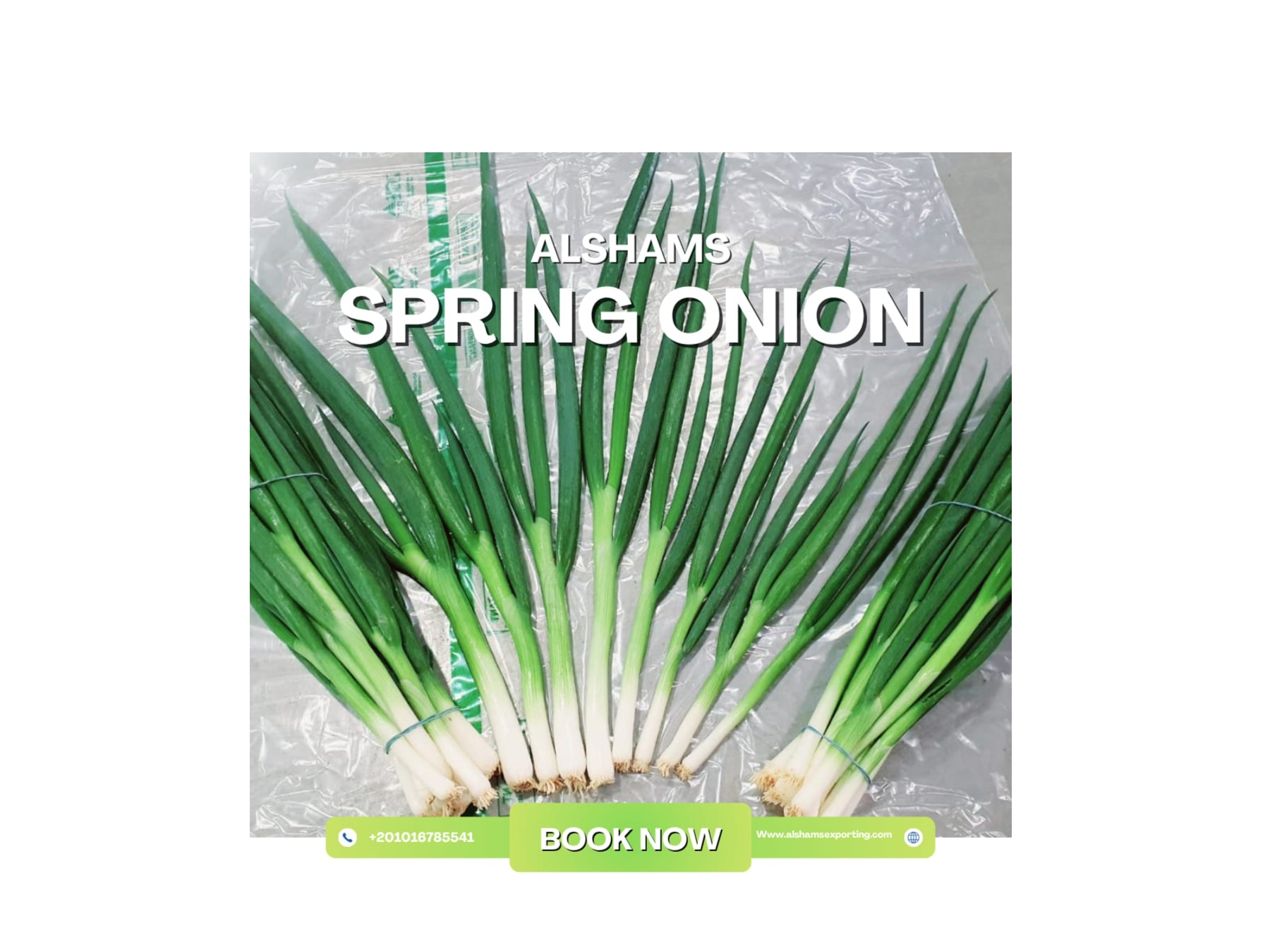spring onion 2
