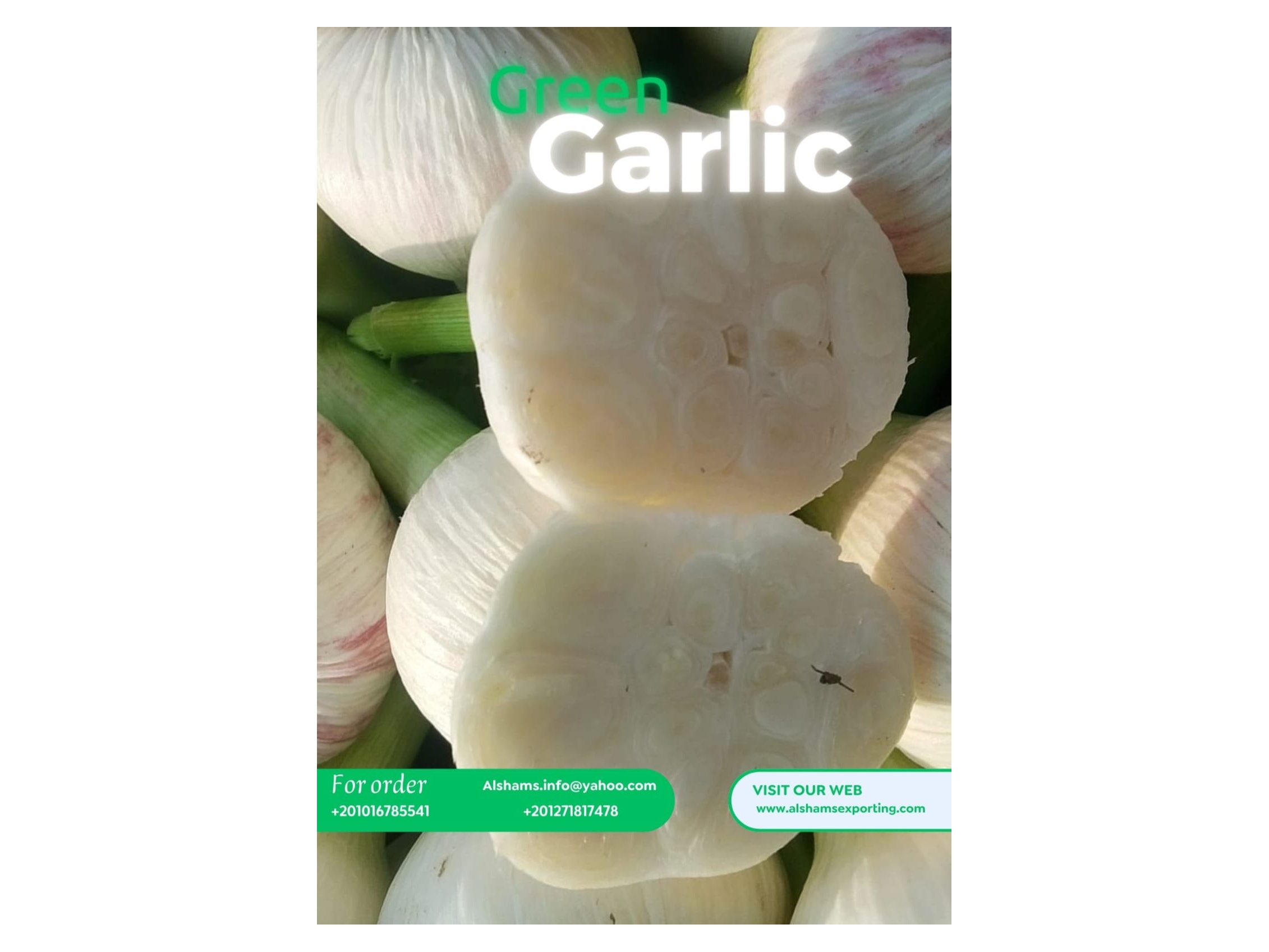 Fresh Egyptian Green Garlic 1